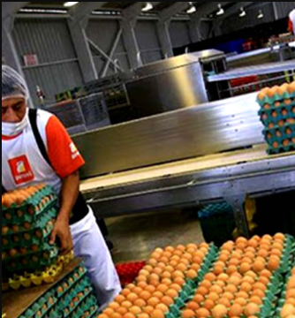 Empleo de empacador de huevos: estabilidad y bueno beneficio